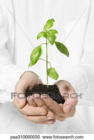 Hands holding small basil plant in loose soil View Large Photo Image Stock Image - Hands holding small basil plant in loose soil. Fotosearch