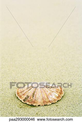 Stock Photograph - Scallop shell on beach. Fotosearch