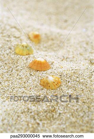 Stock Photography - Seashells on beach. Fotosearch