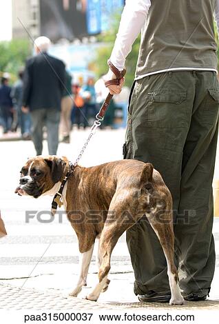 Young man holding dog on leash View Large Photo Image Stock Photo - Young man holding dog on leash. Fotosearch
