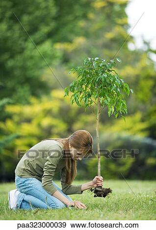 Girl planting sapling View Large Photo Image Stock Photo - Girl planting sapling. Fotosearch