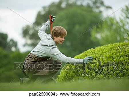 Man doing yard work, inspecting bush View Large Photo Image Stock Photography - Man doing yard work, inspecting bush. Fotosearch