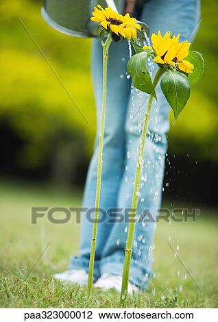 Person watering sunflowers View Large Photo Image Stock Image - Person watering sunflowers. Fotosearch