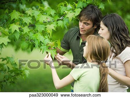 Young couple and girl looking at leaf on tree together View Large Photo Image Stock Photo - Young couple and girl looking at leaf on tree together . Fotosearch