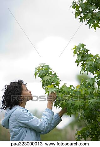 Young woman looking at leaves on tree View Large Photo Image Stock Image - Young woman looking at leaves on tree. Fotosearch