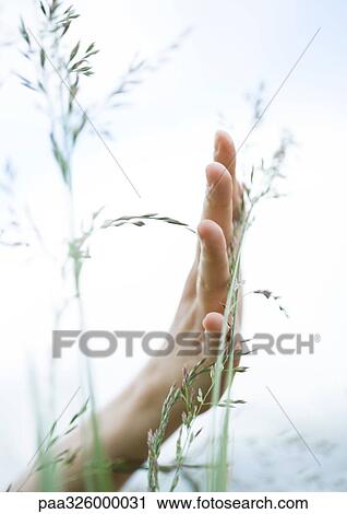 Stock Image - Female hand reaching out in long grass. Fotosearch
