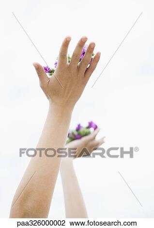 Woman's hands holding up flowers View Large Photo Image Stock Image - Woman's hands holding up flowers. Fotosearch