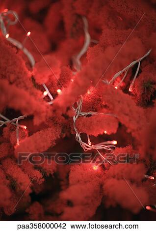 Stock Image - Red christmas tree branches, close-up. Fotosearch