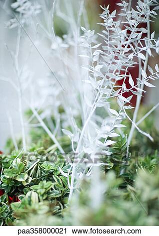 Stock Image - White branches. Fotosearch