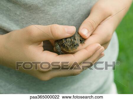 Child holding toad, close-up of hands View Large Photo Image Stock Image - Child holding toad, close-up of hands. Fotosearch