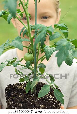 Child holding tomato plant View Large Photo Image Stock Photo - Child holding tomato plant. Fotosearch