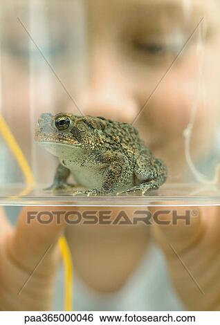 Child holding up container holding toad View Large Photo Image Stock Photograph - Child holding up container holding toad. Fotosearch