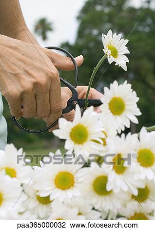 Cutting daisies View Large Photo Image Stock Image - Cutting daisies. Fotosearch