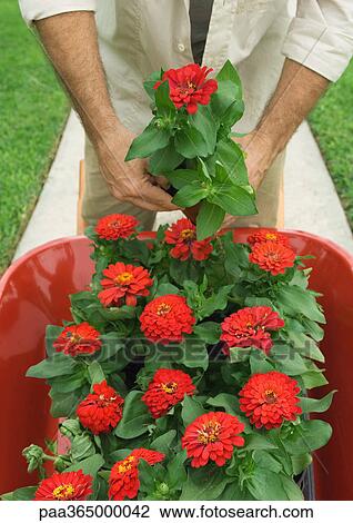 Flowers in wheelbarrow View Large Photo Image Stock Image - Flowers in wheelbarrow. Fotosearch