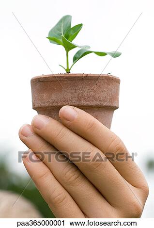 Hand holding potted seedling View Large Photo Image Stock Image - Hand holding potted seedling. Fotosearch