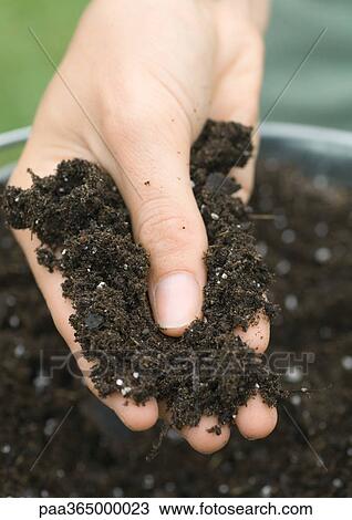 Hand holding potting soil View Large Photo Image Stock Image - Hand holding potting soil. Fotosearch