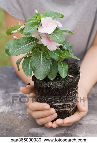 Hands holding periwinkle plant View Large Photo Image Stock Image - Hands holding periwinkle plant. Fotosearch