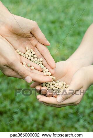 Hands holding seeds View Large Photo Image Stock Image - Hands holding seeds. Fotosearch
