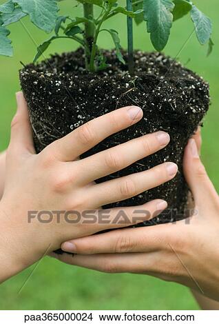 Hands holding unpotted plant View Large Photo Image Picture - Hands holding unpotted plant. Fotosearch