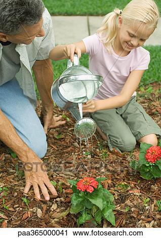 Man and girl watering flowers View Large Photo Image Stock Image - Man and girl watering flowers. Fotosearch