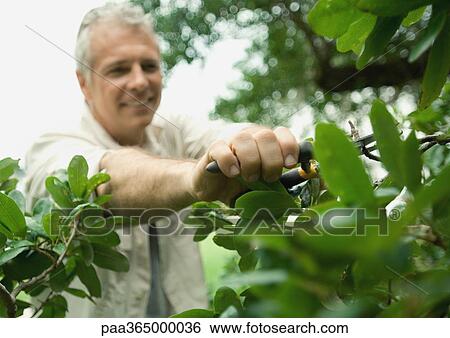 Man trimming plants View Large Photo Image Stock Photograph - Man trimming plants. Fotosearch