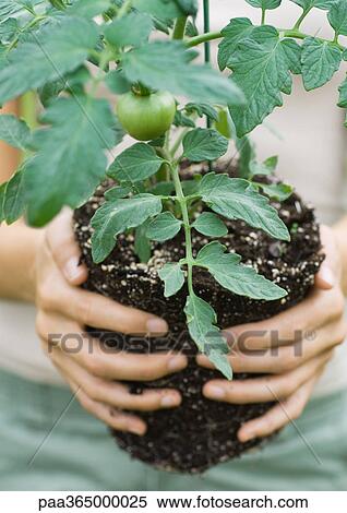 Tomato plant View Large Photo Image Stock Photography - Tomato plant. Fotosearch