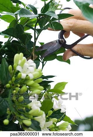 Trimming jasmine plant View Large Photo Image Stock Image - Trimming jasmine plant. Fotosearch