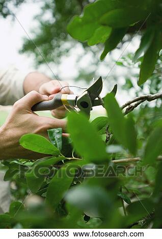 Trimming plant View Large Photo Image Stock Image - Trimming plant. Fotosearch