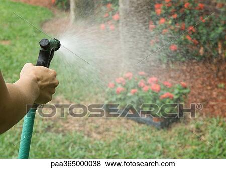Stock Photo - Watering tray of flowers. Fotosearch