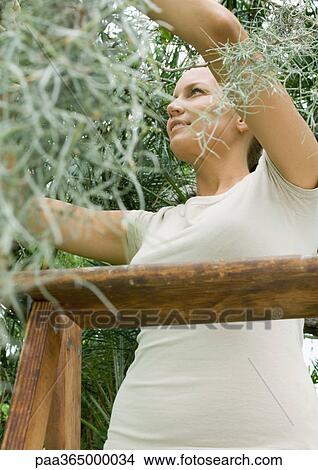 Woman doing garden work on ladder View Large Photo Image Picture - Woman doing garden work on ladder. Fotosearch