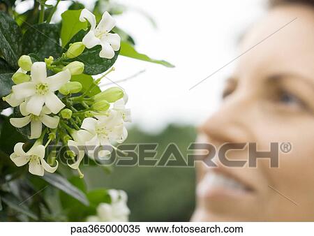 Woman smelling jasmine View Large Photo Image Stock Photography - Woman smelling jasmine. Fotosearch
