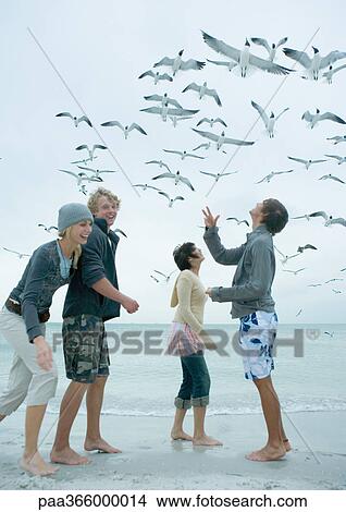 Group of young friends feeding seagulls on beach View Large Photo Image Picture - Group of young friends feeding seagulls on beach. Fotosearch