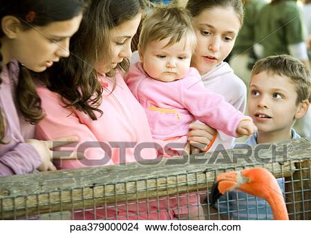 Children standing by railing looking at flamingo in wildlife park View Large Photo Image Picture - Children standing by railing looking at flamingo in wildlife park. Fotosearch