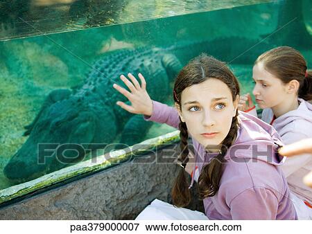 Teen girl touching glass aquarium containing alligator View Large Photo Image Stock Photo - Teen girl touching glass aquarium containing alligator. Fotosearch