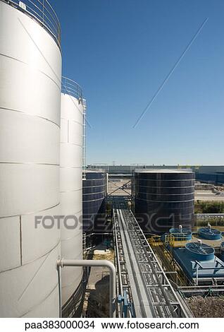 Paper plant View Large Photo Image Picture - Paper plant. Fotosearch