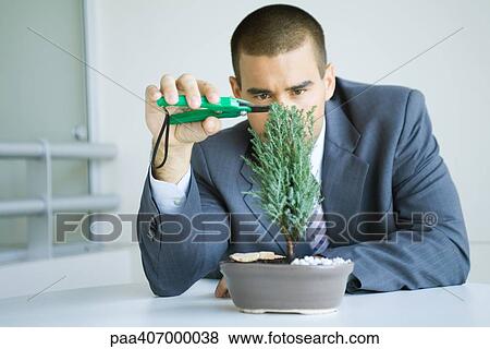 Businessman pruning bonsai tree View Large Photo Image Stock Photo - Businessman pruning bonsai tree. Fotosearch