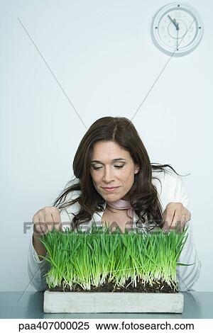 Businesswoman inspecting tray of wheat grass View Large Photo Image Stock Photography - Businesswoman inspecting tray of wheat grass. Fotosearch