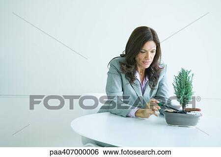 Stock Photograph - Businesswoman raking ground around bonsai tree. Fotosearch