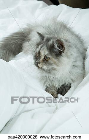 Longhaired cat lying on bed, full length View Large Photo Image Stock Photo - Longhaired cat lying on bed, full length. Fotosearch