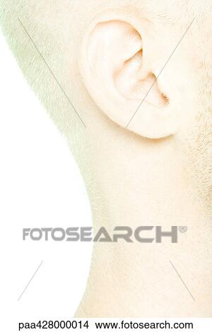 Young man's ear and neck, side view View Large Photo Image Picture - Young man's ear and neck, side view . Fotosearch