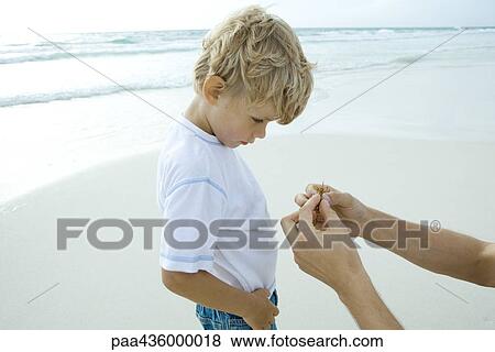 Boy looking at seaweed held up by father View Large Photo Image Stock Photo - Boy looking at seaweed held up by father. Fotosearch