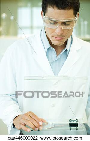 Male scientist picking up Petri dish View Large Photo Image Stock Image - Male scientist picking up Petri dish. Fotosearch