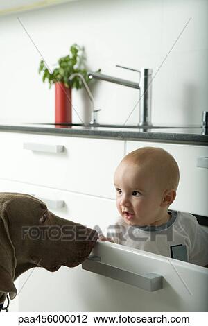 Baby sitting in drawer, being sniffed by dog View Large Photo Image Stock Image - Baby sitting in drawer, being sniffed by dog. Fotosearch