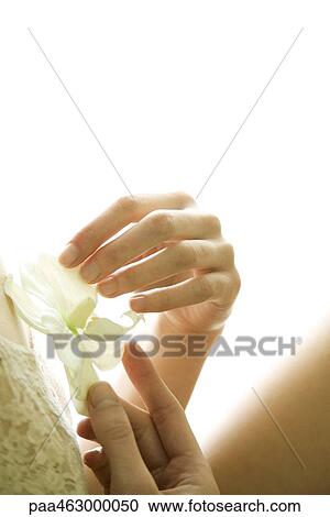Female holding orchid flower, cropped View Large Photo Image Stock Image - Female holding orchid flower, cropped. Fotosearch