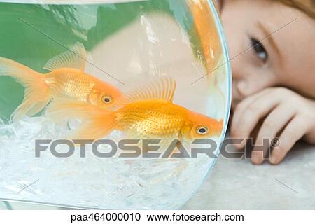 Little girl peeking around goldfish bowl, close-up View Large Photo Image Stock Image - Little girl peeking around goldfish bowl, close-up. Fotosearch