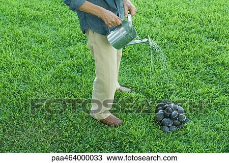 Man standing on grass, watering pile of stones with watering can, waist down View Large Photo Image Stock Image - Man standing on grass, watering pile of stones with watering can, waist down. Fotosearch