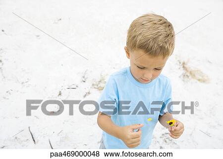 Little boy picking petals from flower, high angle view, sand in background View Large Photo Image Stock Photo - Little boy picking petals from flower, high angle view, sand in background. Fotosearch