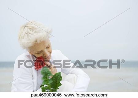 Senior woman holding up gerbera daisy to face, ocean in background, head and shoulders View Large Photo Image Stock Photograph - Senior woman holding up gerbera daisy to face, ocean in background, head and shoulders. Fotosearch