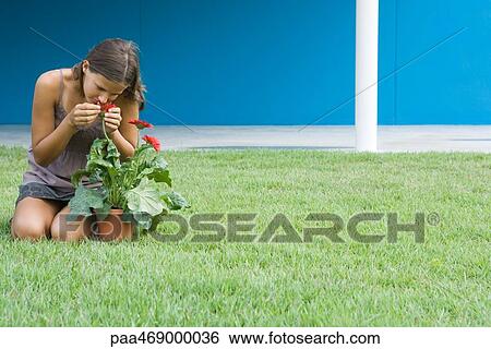 Young woman smelling gerbera daisy, kneeling on grass, full length View Large Photo Image Stock Photograph - Young woman smelling gerbera daisy, kneeling on grass, full length. Fotosearch