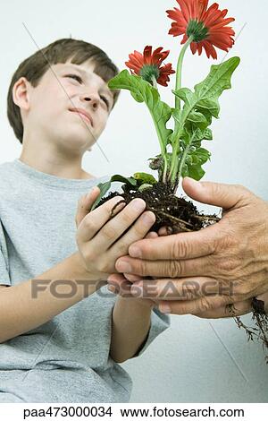 Boy holding flowers in cupped hands, low angle view View Large Photo Image Picture - Boy holding flowers in cupped hands, low angle view. Fotosearch